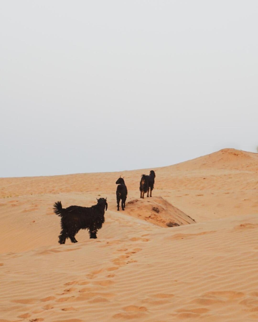 Hostel Marigold Home Stay Jaisalmer Εξωτερικό φωτογραφία